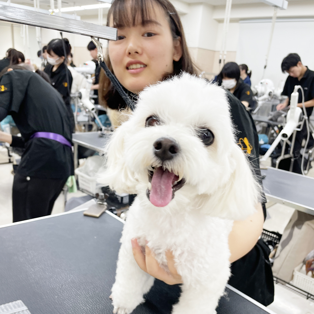 たくさんの犬種が来てくれます！